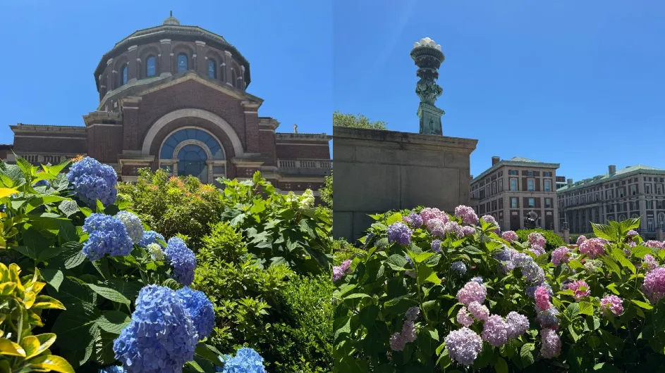 hydrangeas on morningside