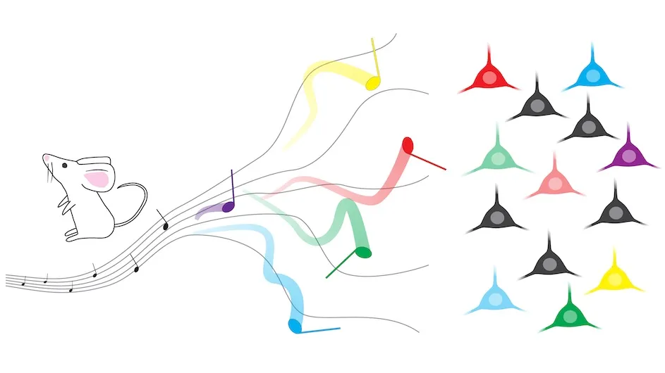 The illustration represents how sounds are encoded in the cerebral cortex, with neurons (at right) using "echoing" activity to track auditory stimuli to change and improve the brain's predictions of the future.